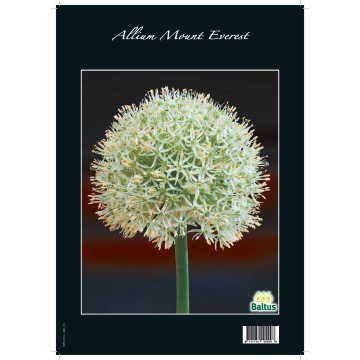 Allium Mount Everest los per 1