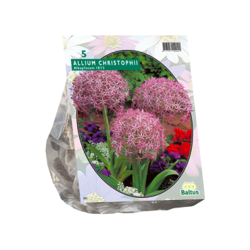 Allium Albopilosum Christophii per 5
