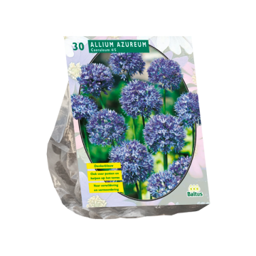 Allium Caeruleum Azureum per 30
