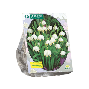 Leucojum per 10