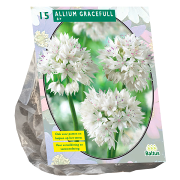 Allium Gracefull per 15