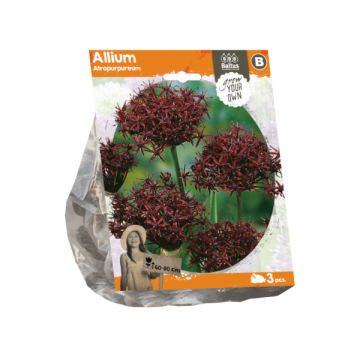 Allium Atropurpureum (Sp) per 3