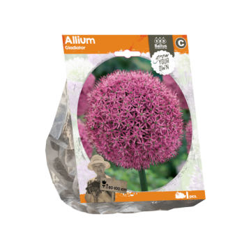 Allium Gladiator (Sp) per 1