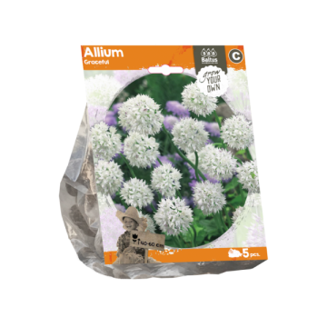 Allium Graceful (Sp) per 5
