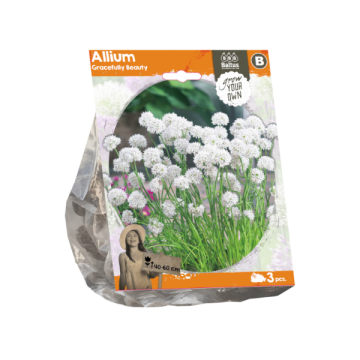 Allium Gracefully Beauty (Sp) per 3