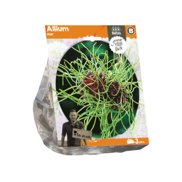 Allium Hair (Sp) per 3