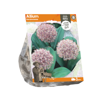 Allium Karatviense (Sp) per 3