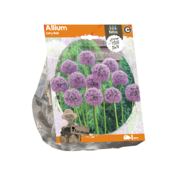 Allium Lucy Ball (Sp) per 1