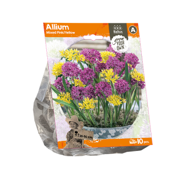 Allium Mixed Pink/Yellow (Sp) per 10