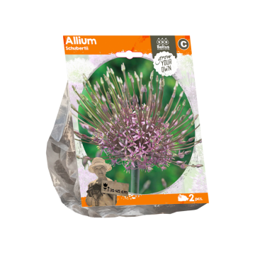 Allium Schubertii (Sp) per 2