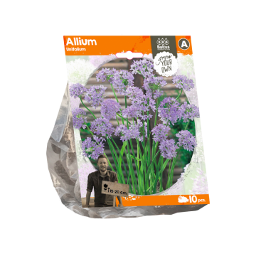 Allium Unifolium (Sp) per 10