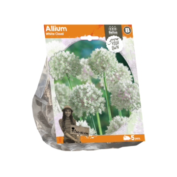 Allium White Cloud (Sp) per 5