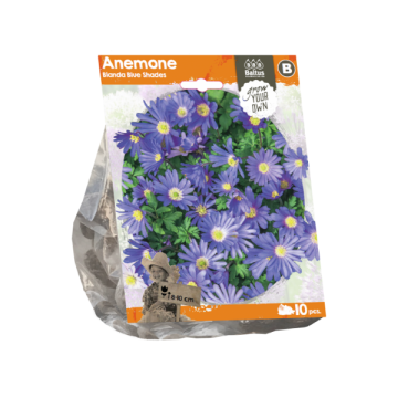 Anemone Blanda Blue Shades (Sp) per 10