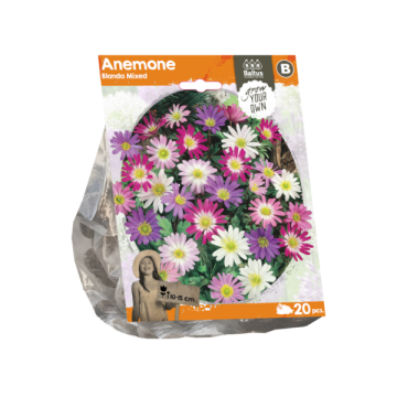 Anemone Blanda Mixed (Sp) per 20