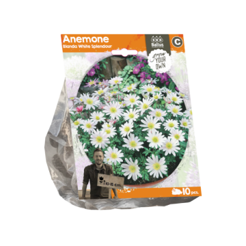Anemone Blanda White Splendour (Sp) per 10