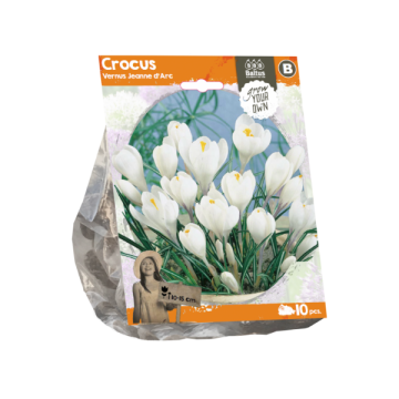 Crocus Vernus Jeanne d'Arc (Sp) per 10
