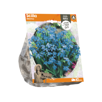 Scilla Siberica (Sp) per 10