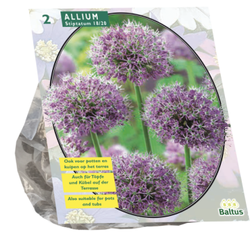 Allium Stipitatum per 2