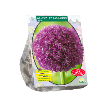Allium Ambassador per 1