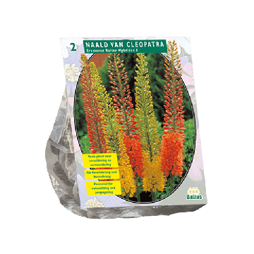 Eremurus Ruiter Hybriden Mix per 2