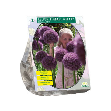 Allium Pinball Wizard per 2