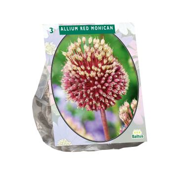 Allium Red mohican per 3