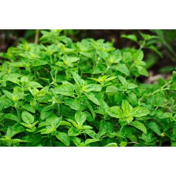 Oregano