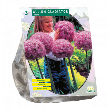 Allium Gladiator His Excellence per 3