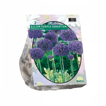 Allium Aflatunense Purple Sensation per 7