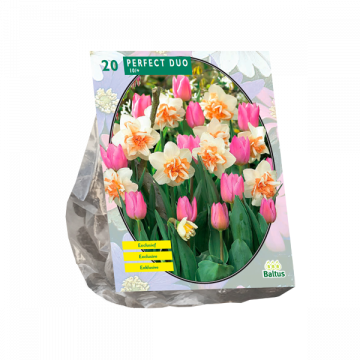 Perfect Duo (Narcissus+Tulipa) per 20