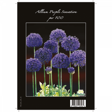 Allium Aflatunense Purple Sensation per 100