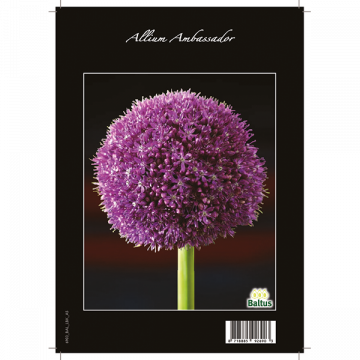 Allium Ambassador los per 1