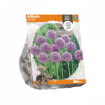 Allium Lucy Ball (Sp) per 1