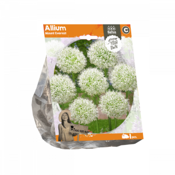 Allium Mount Everest (Sp) per 1