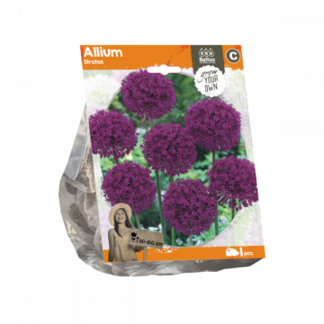 Allium Stratos (Sp) per 1