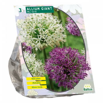 Allium Giant

