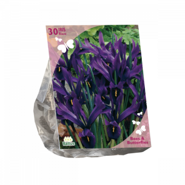 Bees & Butterflies - Iris Reticulata, Blauw per 30