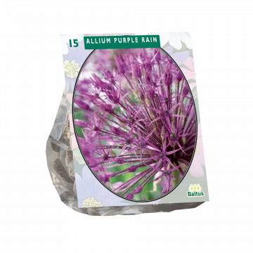 Allium Purple Rain per 15 