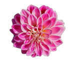 Dahlia