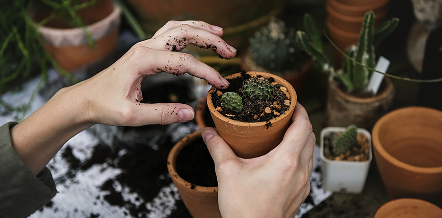 Bloembollen planten