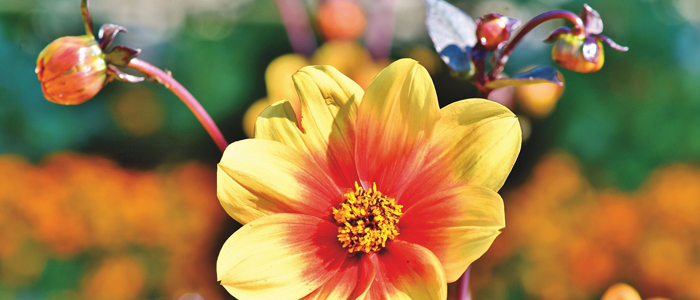 Verschillende soorten dahlia's