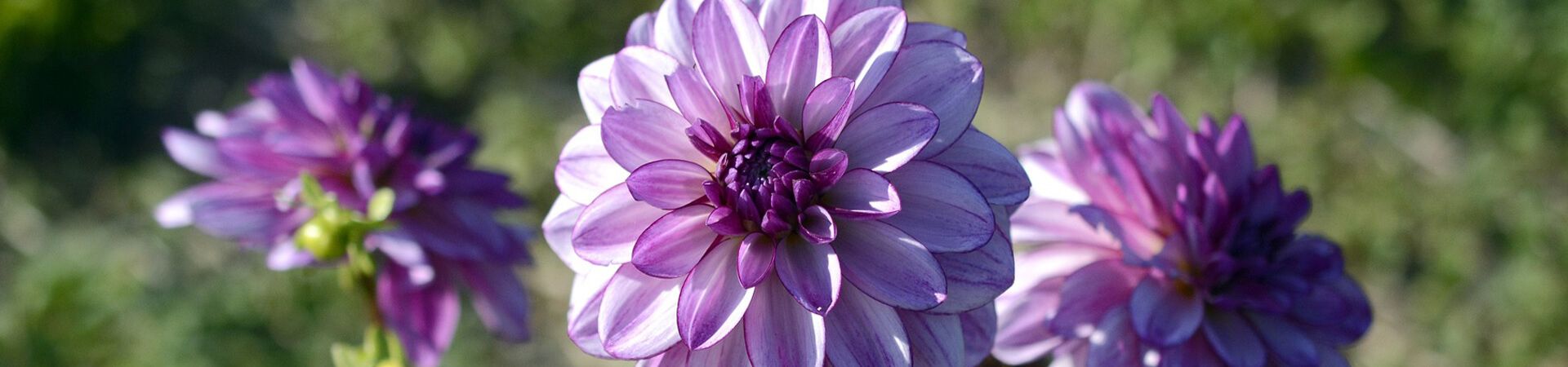 Dahlia special