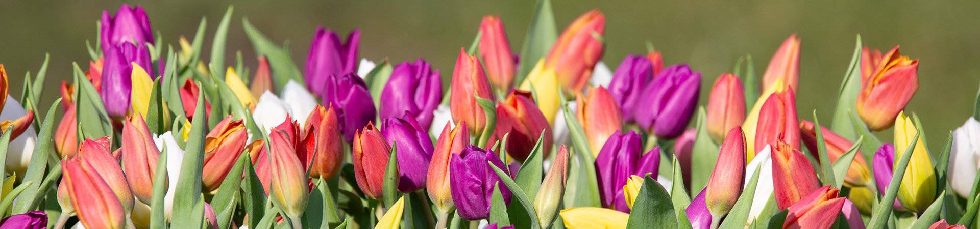 Tulp special