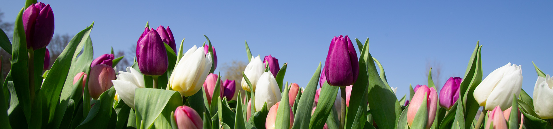 Tulp special